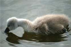 Mute Swan Cygnet. Wallpaper