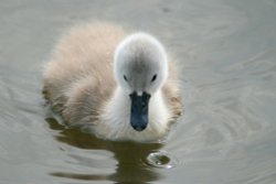 Mute Swan Cygnet. Wallpaper