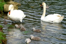 Mute Swan Family. Wallpaper