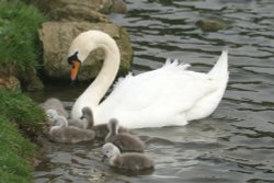 Mute Swan Family. Wallpaper