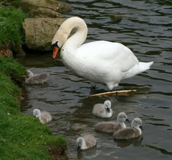 Mute Swan Family. Wallpaper