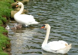 Mute Swan Family. Wallpaper