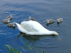 Kings Mill reservoir Wallpaper