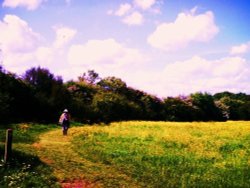 Buttercup meadows