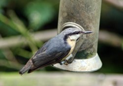 Nunhatch at Wallington Hall Wallpaper