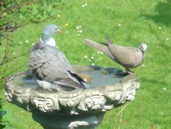 Wood Pigeon and Collar Dove in a Gravesend Garden Wallpaper