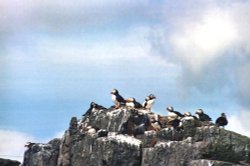 Puffins on Farne Island, Near Bamburgh, Northumberland Wallpaper