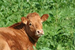 Hothersall residents Wallpaper