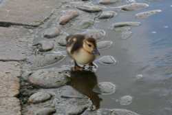 Duckling near the River Ouse Wallpaper