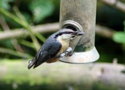 Nuthatch on feeder Wallpaper