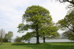 Oaks beside Bassenthwaite Lake