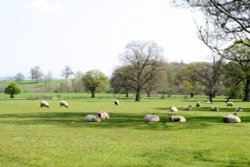 Parkland, Hutton-in-the-Forest Wallpaper