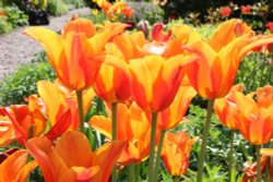 Tulips in the walled garden, Hutton-in-the-Forest Wallpaper