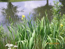 Wildflowers Wallpaper