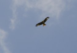 Wildlife, Fermyn Woods Country Park Wallpaper