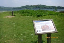 Stone Island Wallpaper