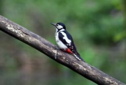 Female Great Spotted Woodpacker. Wallpaper