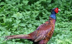 Pheasant as seen from the nature hide at Wallington Hall Wallpaper