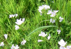 Wildflowers