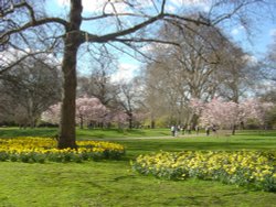 St. James's  Park in the Spring Wallpaper