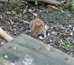 Bank Vole seen from the Nature Hide at Wallington Hall. Wallpaper