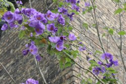 Lovely flowering plant in an Ely Tearoom Wallpaper