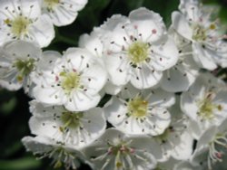 Hawthorn blossom Wallpaper