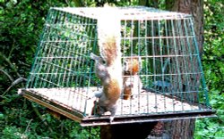 Grey Squirrel in bird feeder at Washington Wetland Centre.