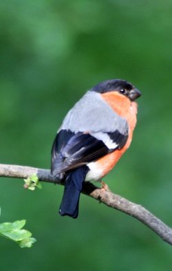 Bull Finch.