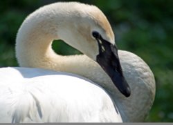A picture of Washington Wetlands Centre Wallpaper