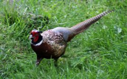 Pheasant Male Wallpaper