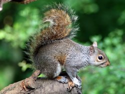 Grey Squirrel Wallpaper