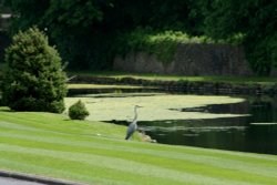 Heron in the grounds of Stonyhurst College Wallpaper