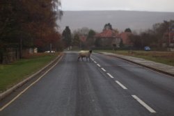 Goathland, N. Yks. Wallpaper