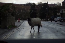 Goathland town sheep Wallpaper