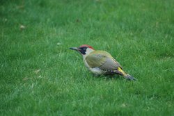 green woodpecker