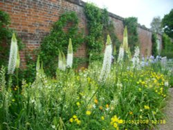 Gardens Osborne Wallpaper