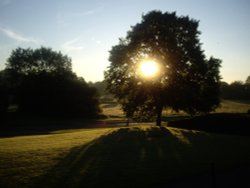 The Lime Tree Wallpaper