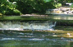Heron at West Burton falls, Yorkshire Dales