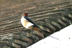 Swallow at Cragside Estate, nr Rotherbury, Northumberland.
