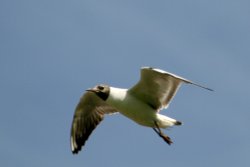Black Headed Gull at Cragside Estate, nr Rotherbury, Northumberland. Wallpaper