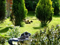 Mallard Ducklings....anas platyrhynchos, in my garden Wallpaper