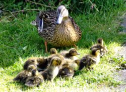 Mother and ducklings