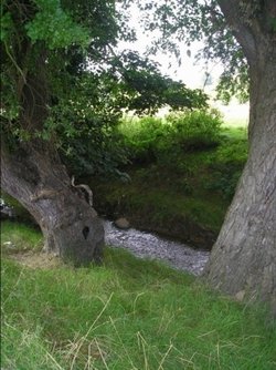 Babbling Brook
