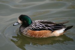 Chiloe Wigeon Wallpaper