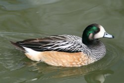 Chiloe Wigeon Wallpaper