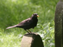 Friendly little Blackbird
