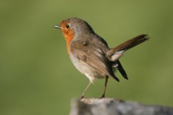 Perky little Robin Wallpaper