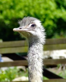 Emu
