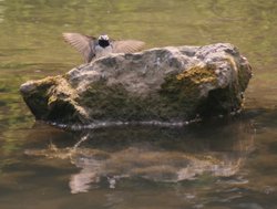 Pied Wagtail